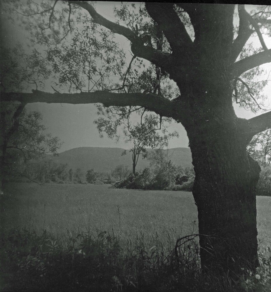 Tree in a Meadow