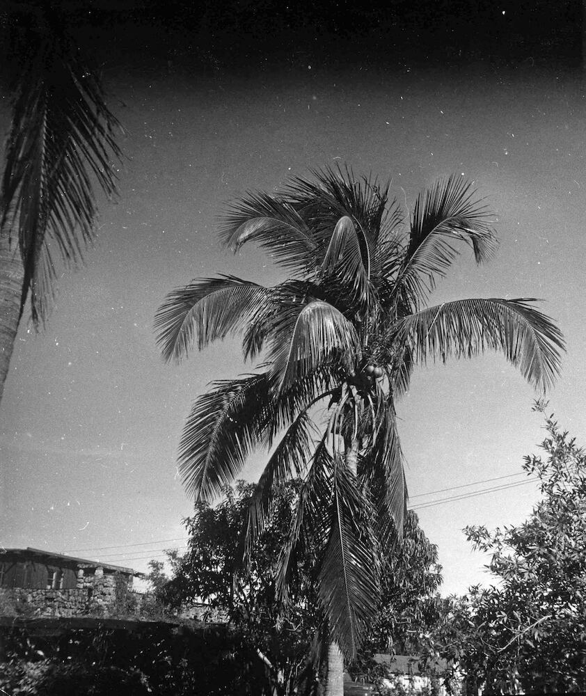 Florida. Garten von Theodore Spicer Simson IV