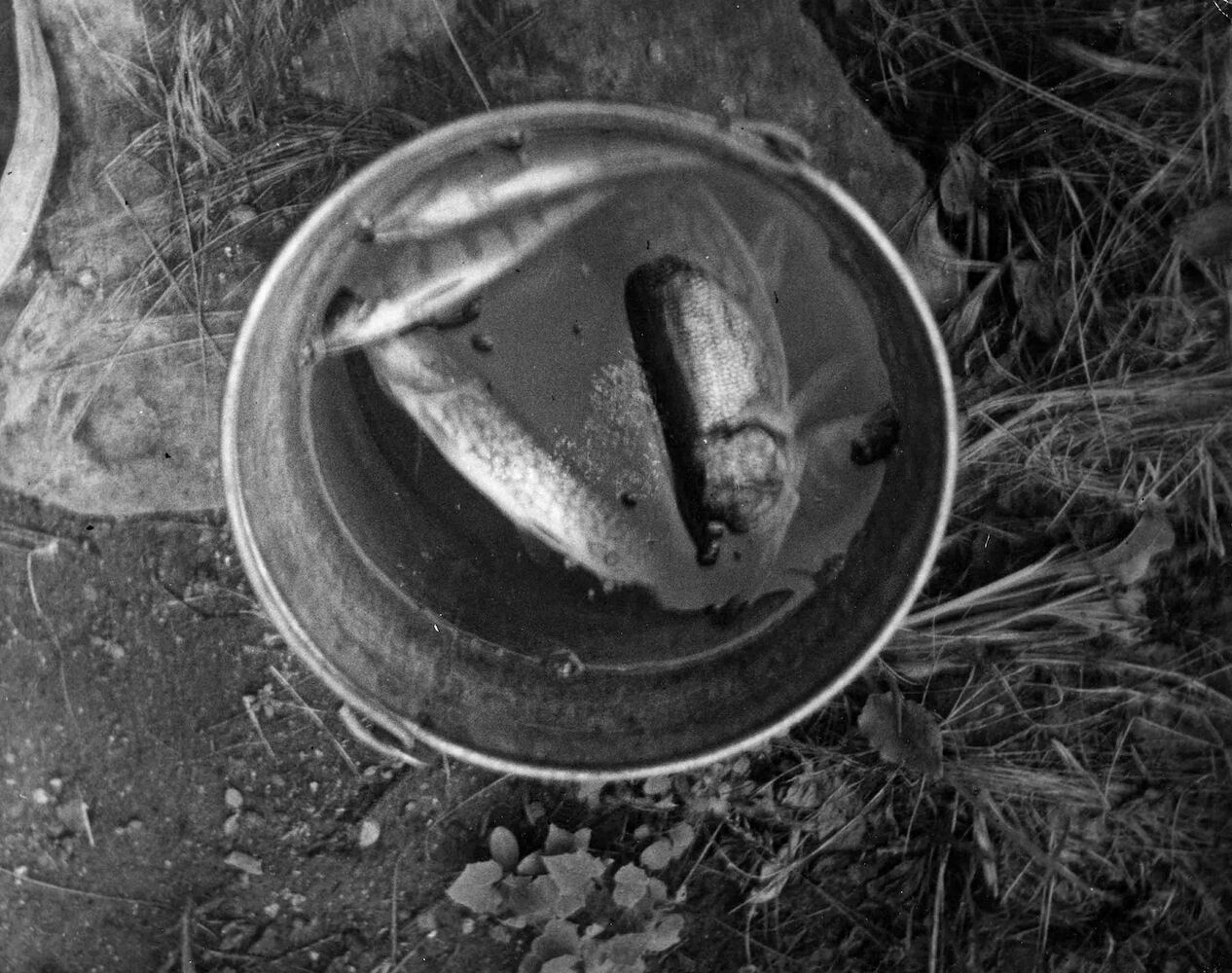 Jerry Pomeroy's Eimer mit gefangenem Fisch