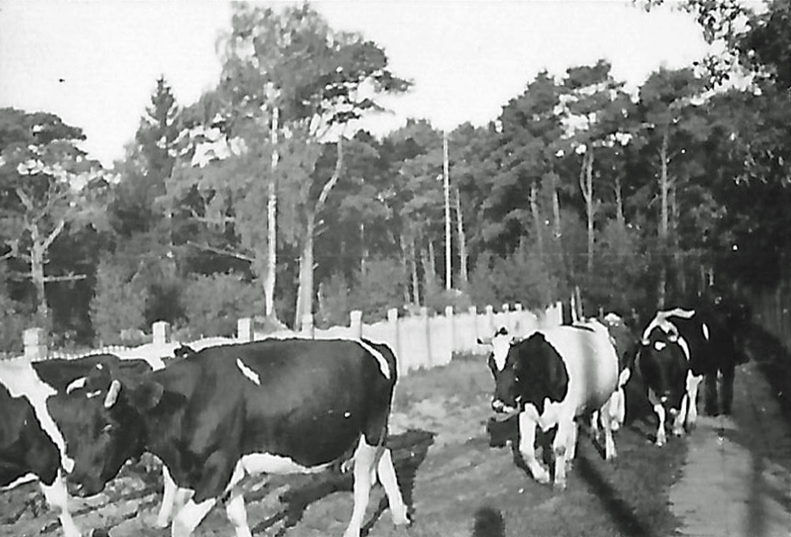 Cows at the Treptow Train Station