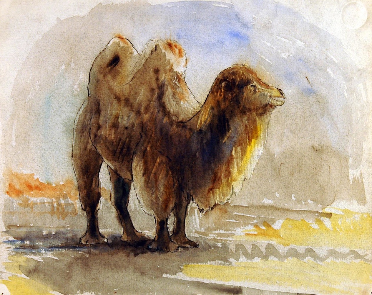 A Bactrian Camel
