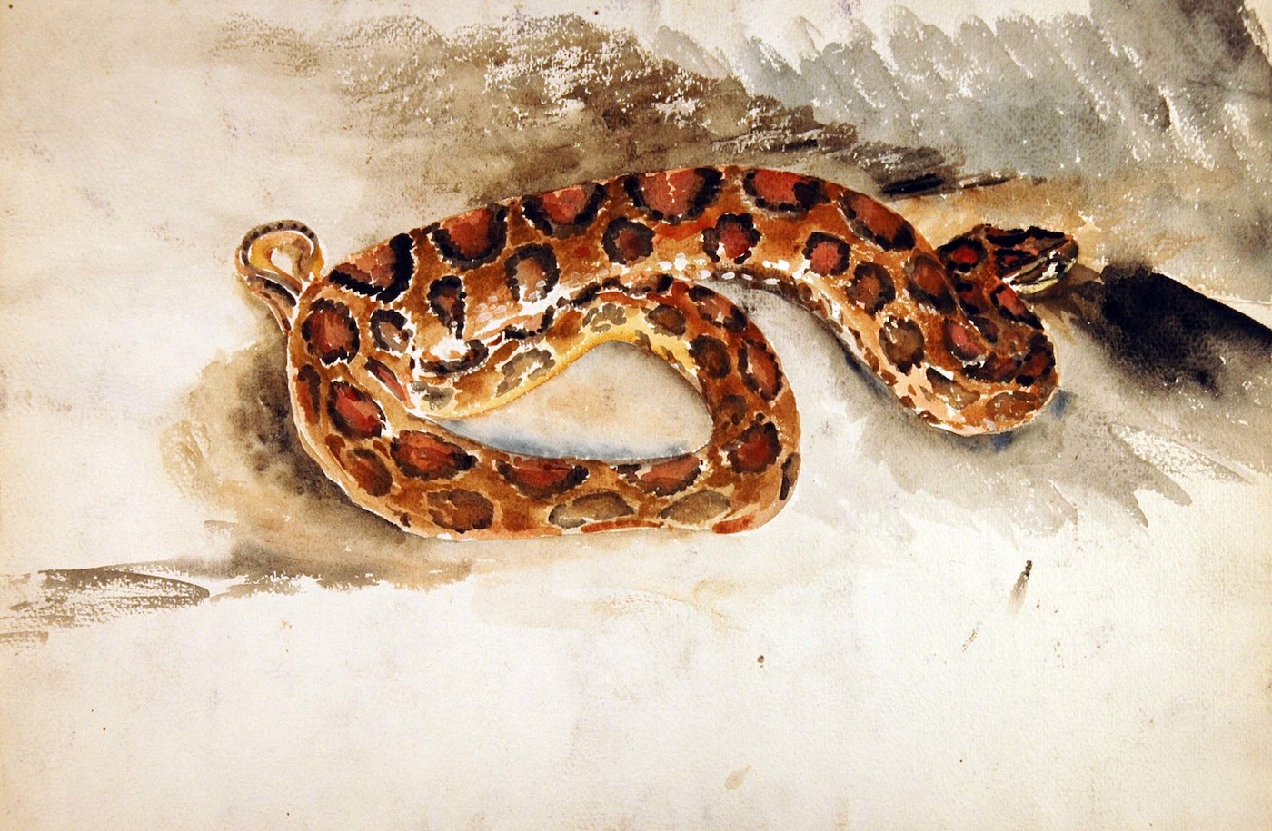 Reptilien. Schlange mit gefleckter Haut