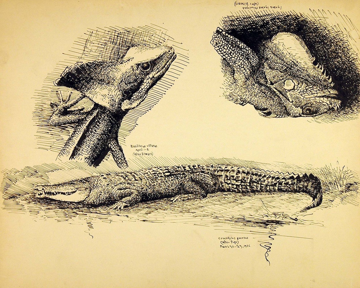 Reptilien. Zwei Eidechsen nach Ditmars und ein Krokodil nach C. Pope