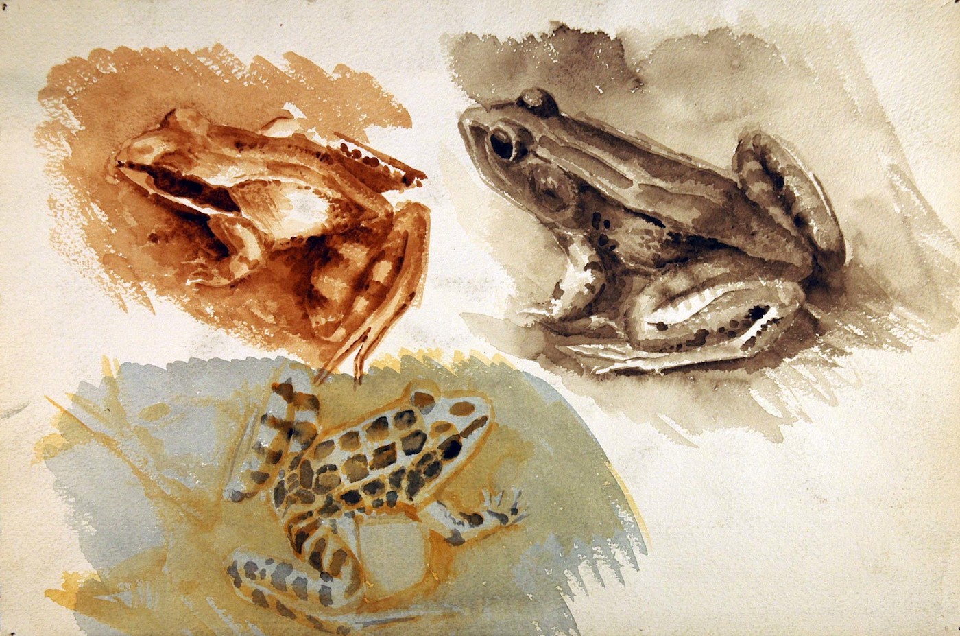 Amphibians. Three Frogs