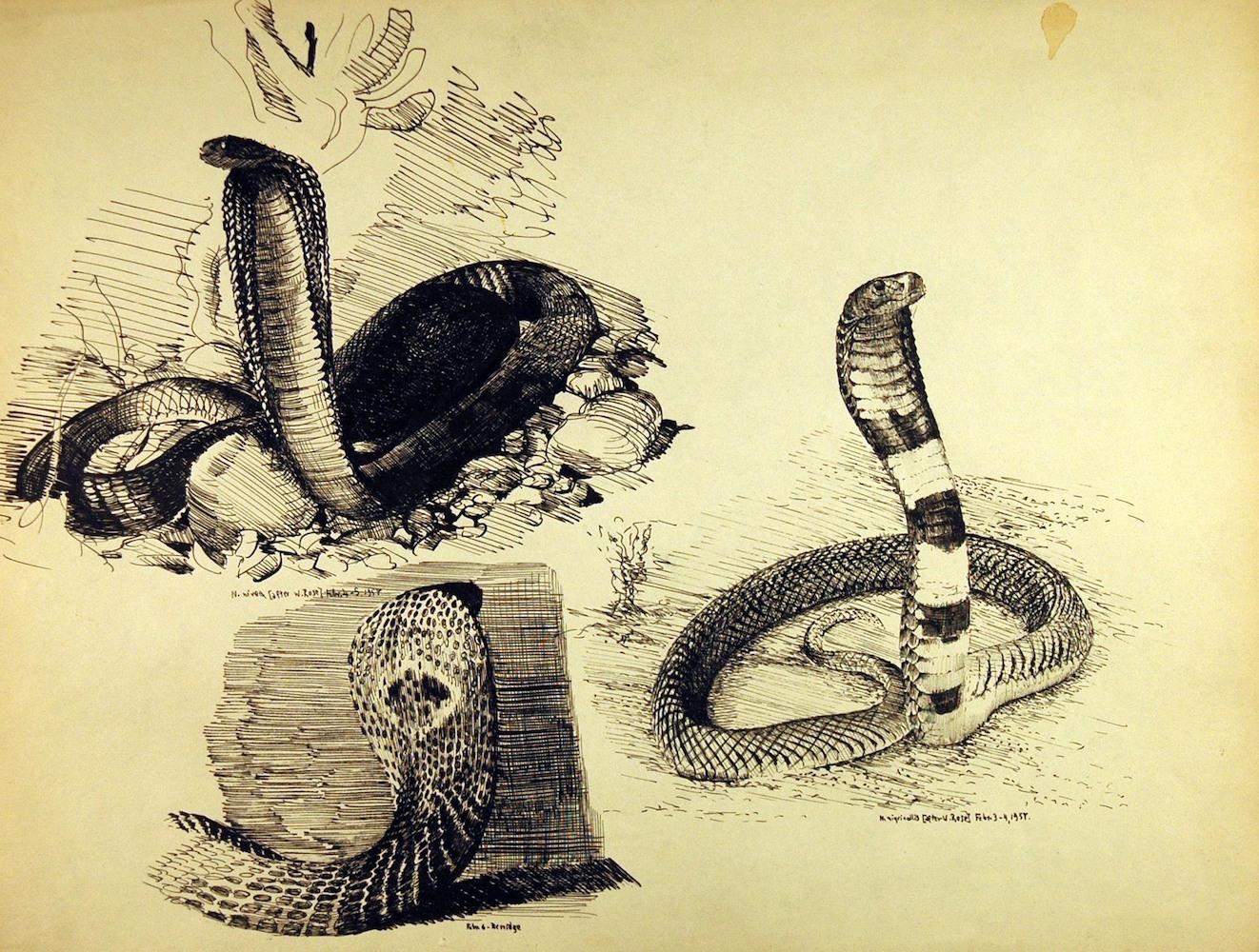 Reptilien. Drei Cobras nach W. Rose und W. Berridge