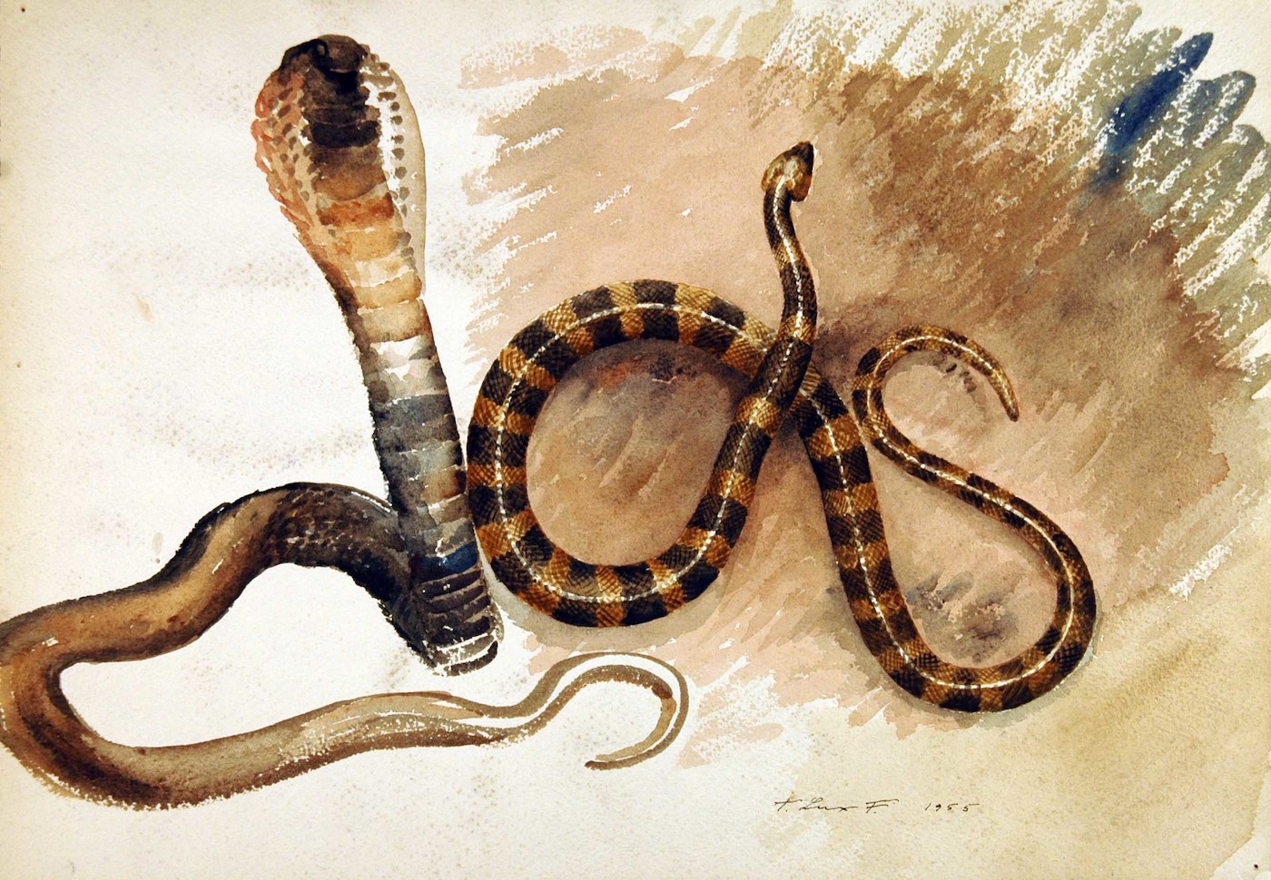 Reptilien. Schlangen, eine Zweiergruppe