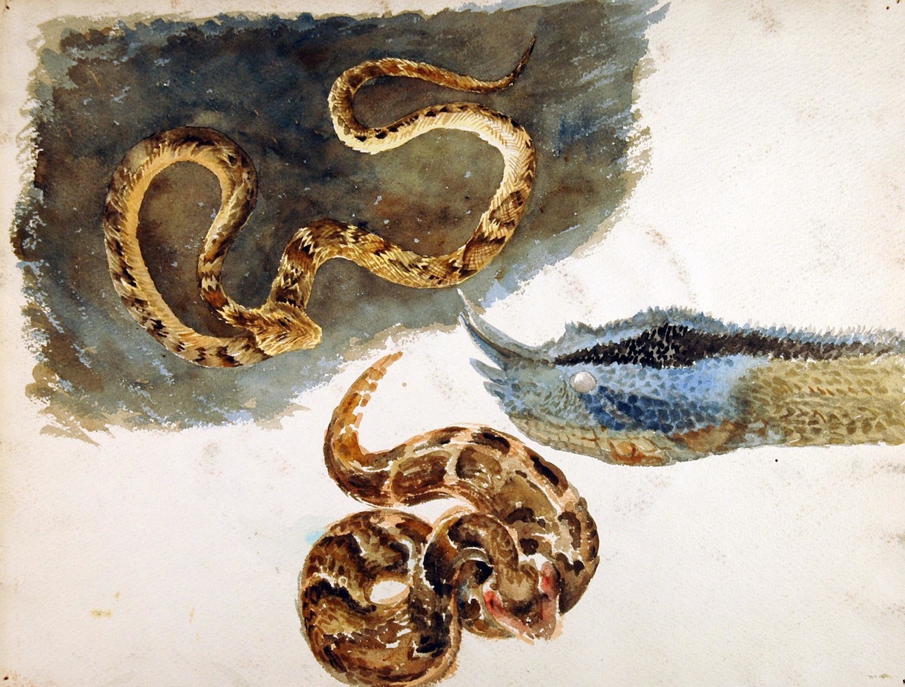 Reptilien. Schlangen, eine Dreiergruppe