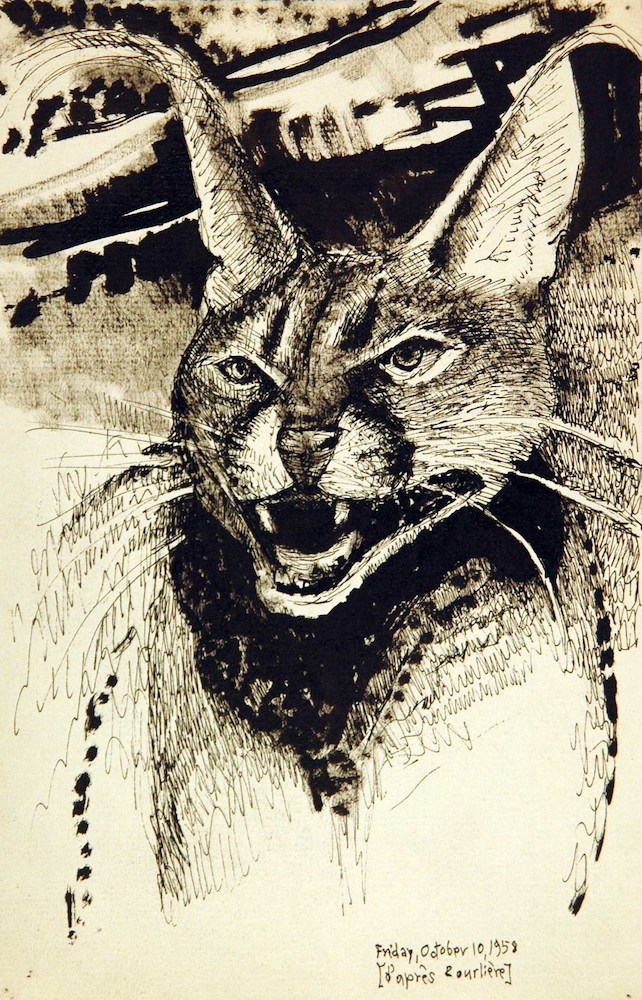 A Wild Cat, after F. Bourlière