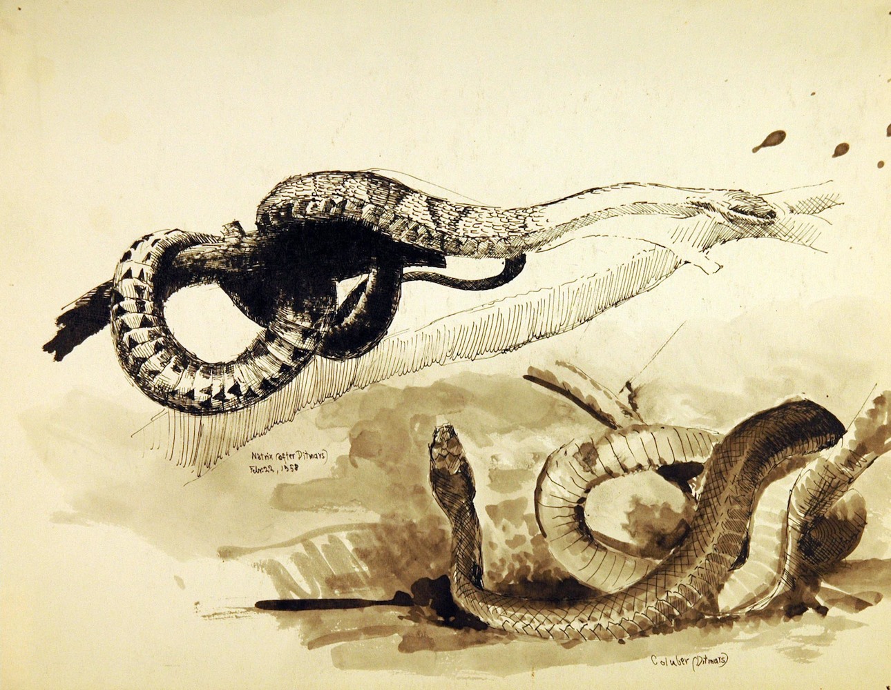 Reptiles. Snakestudies 