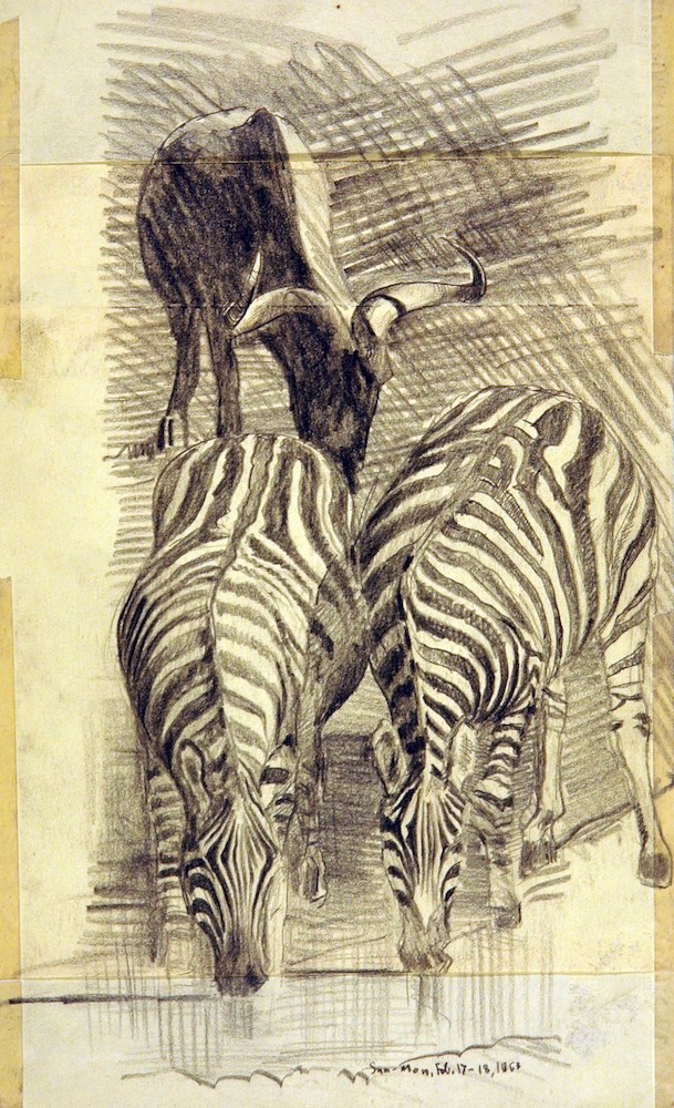Zebras und Büffel