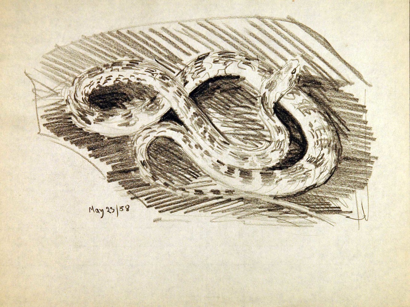 Reptilien. Schlange