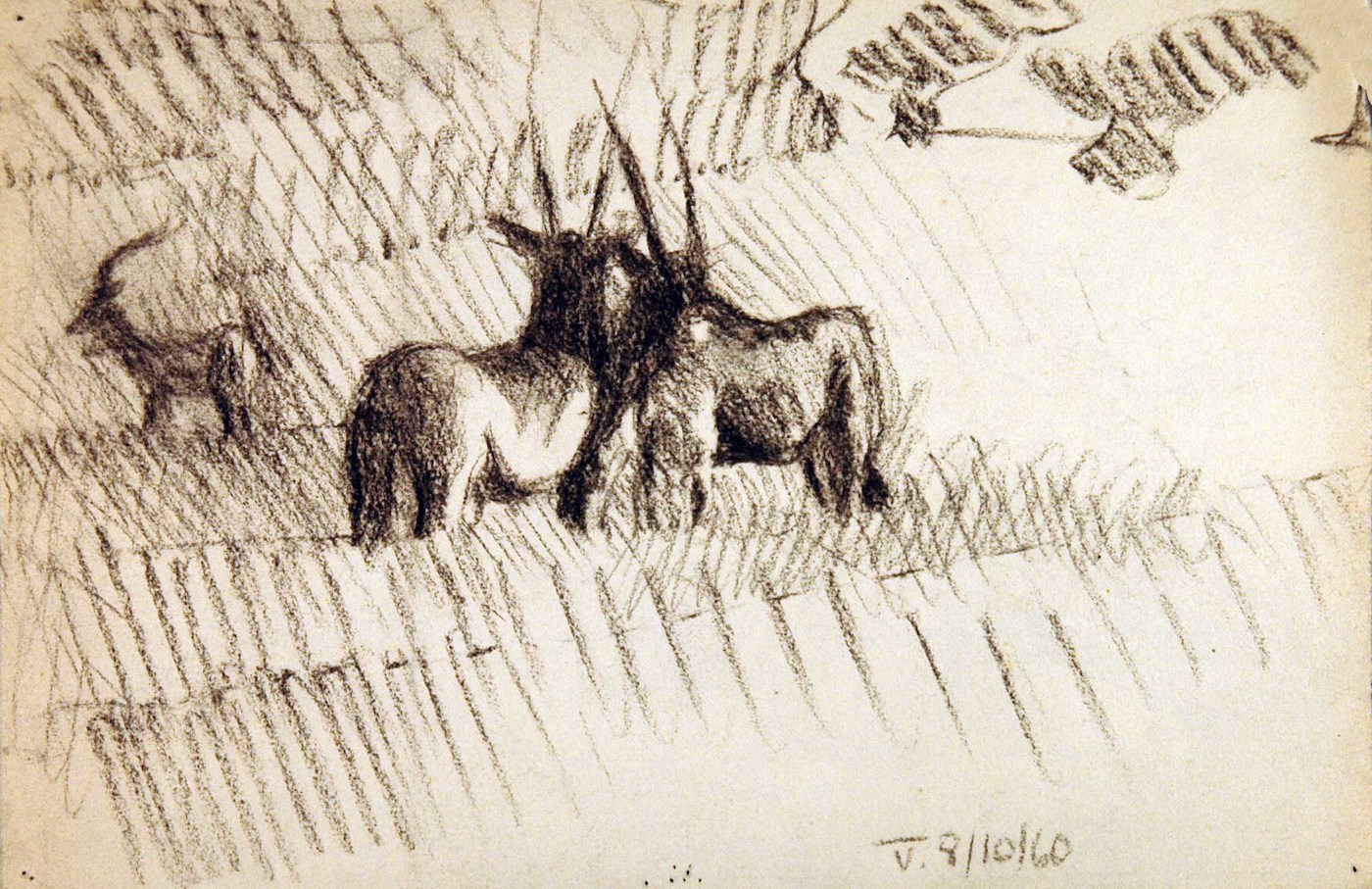 Oryx, eine Zweiergruppe