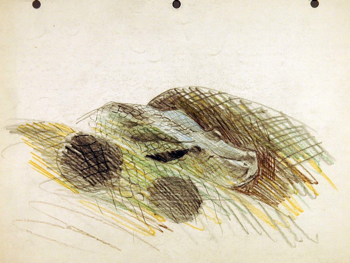 Reptiles. Study of a Snake Head