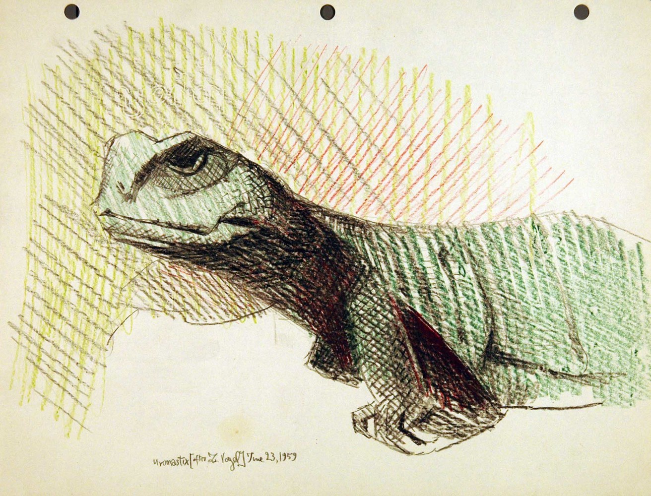 Reptiles. Uromastix, after Z. Vogel