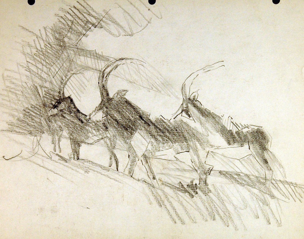 Antelopes, a Group of Three