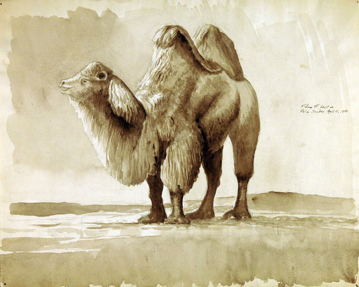 Ein Baktrisches Kamel