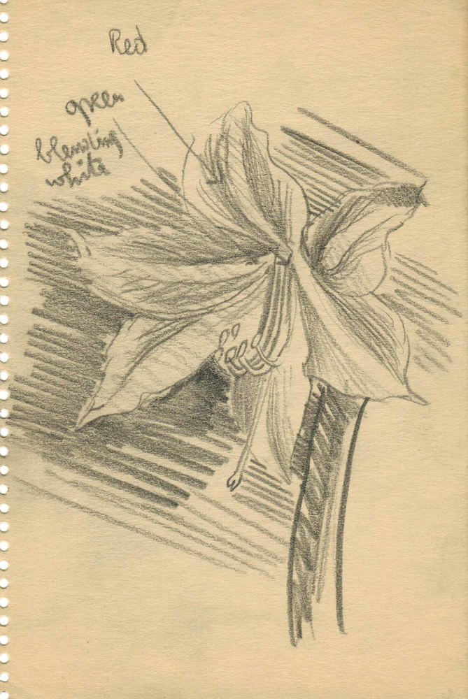 Study Lily Blossoms III