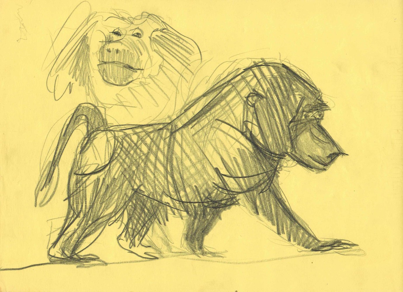 Study of Baboons