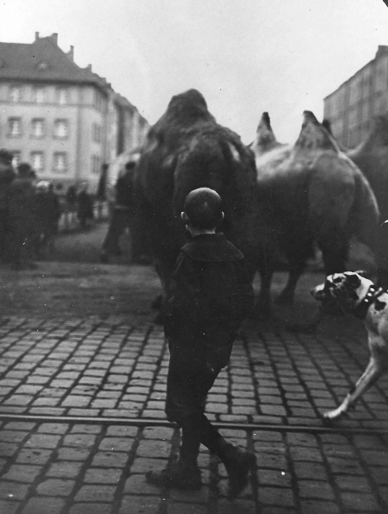 Zirkusparade in Dessau. Elefanten, Kamele, kleiner Junge und Deutsche Dogge