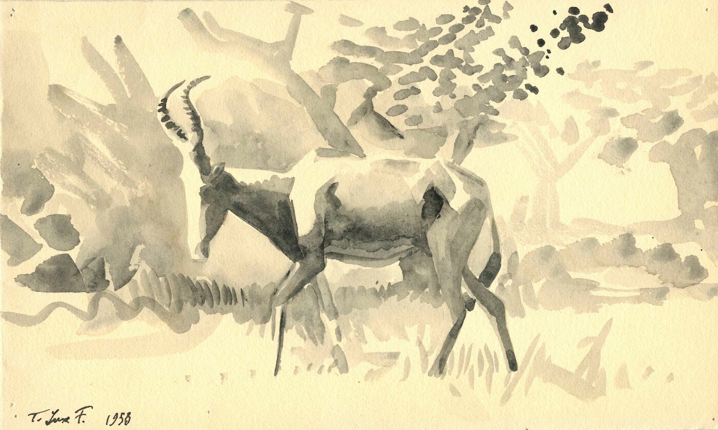 Eine Gazelle