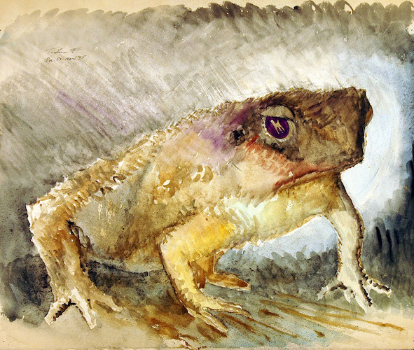 Amphibians. Purple Frog