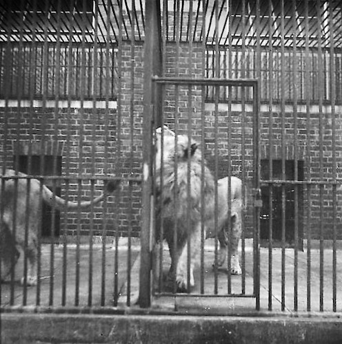 Bronx Zoo IV