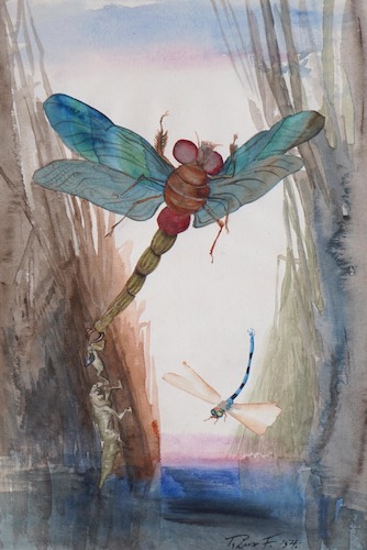 Insects. Dragonflies