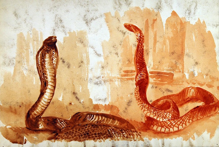 Reptiles. Two Cobras