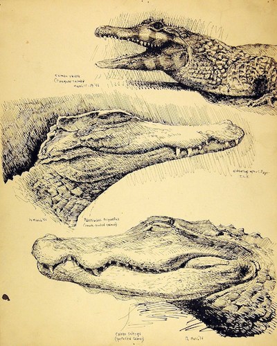 Three Caimans, after C. Pope