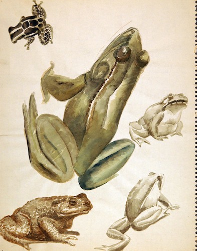 Amphibians. Five Frogs