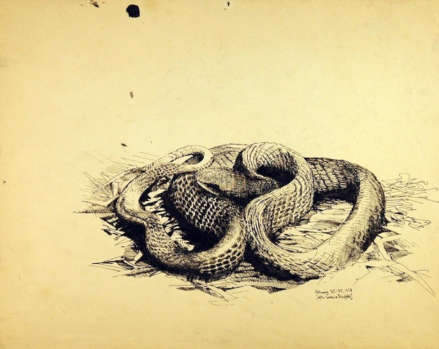 Reptiles. Studie of a Snake, after Curran and Kauffeld