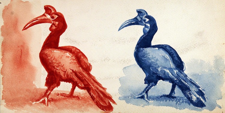 Roter Dodo und Blauer Dodo