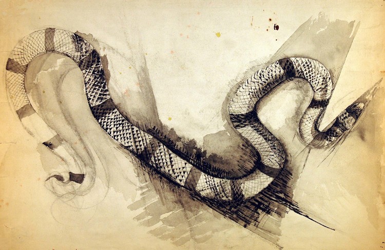 Reptilien. Schlangenstudie