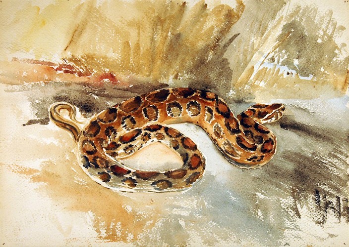 Reptiles. Spotted Snake