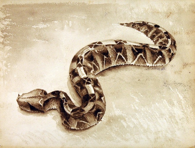 Reptiles. Snake