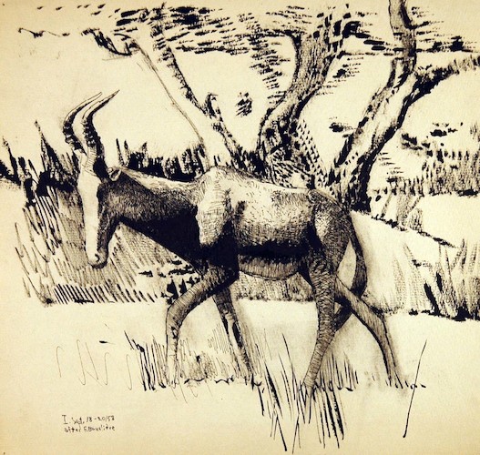 Antilope nach F. Bourlière