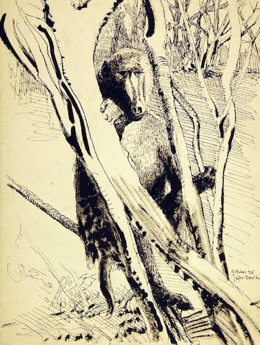 A Monkey in a Tree, after F. Bourlière
