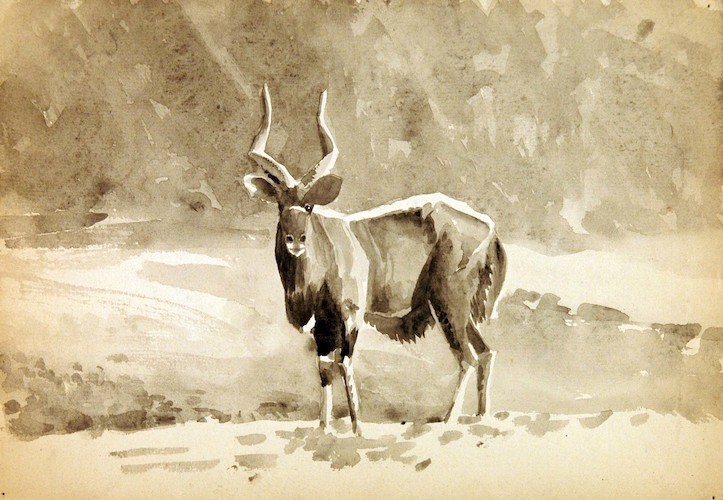 Antilopen (Kudu)
