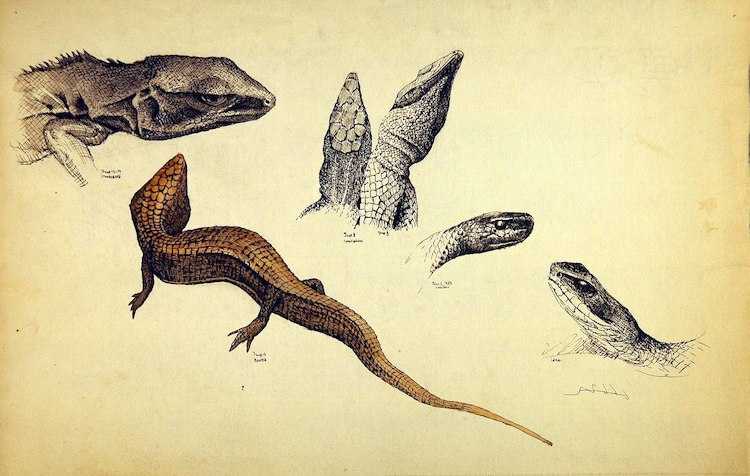 Reptiles. Three Lizards