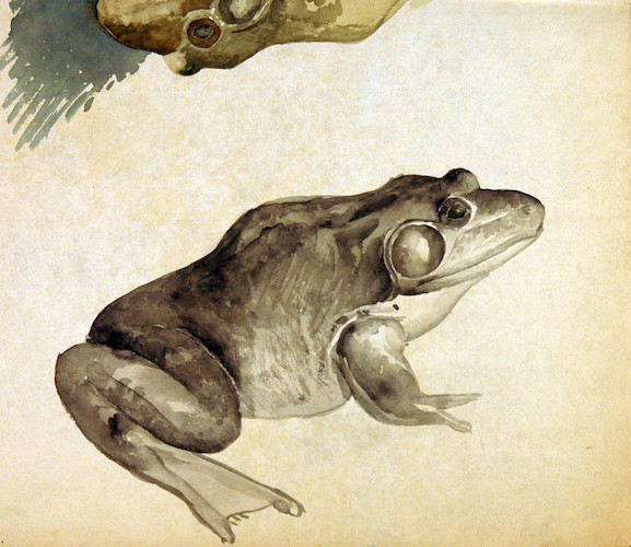 Amphibien. Ein Frosch