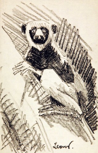 A Lemur