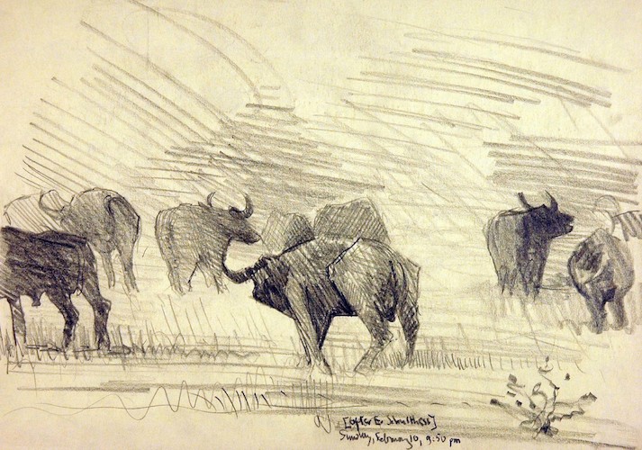 Herd of Buffalo, after E. Schulthess