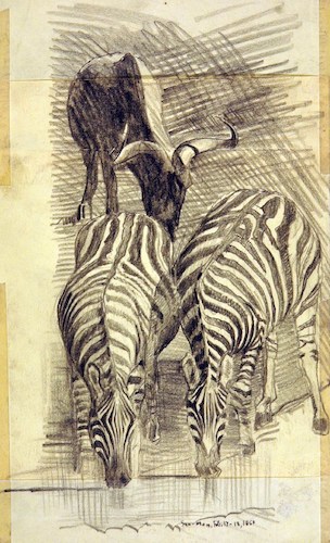 Zwei Zebras und ein Büffel*