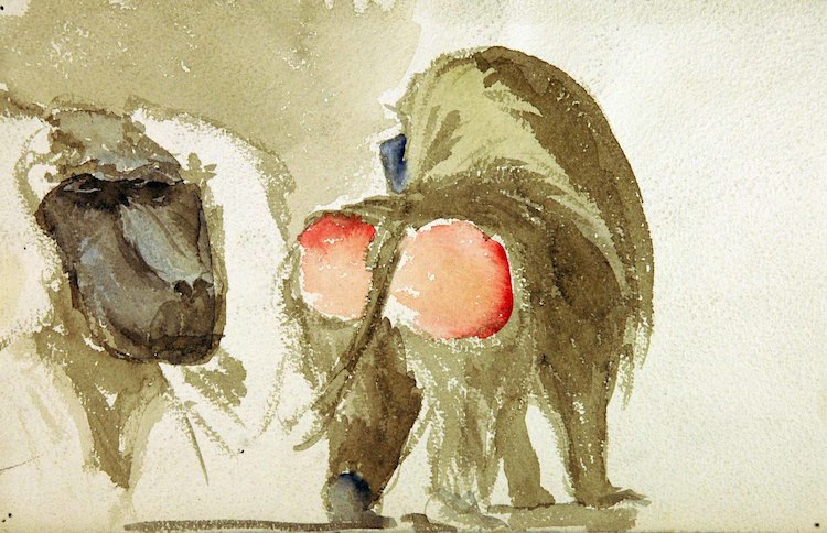Baboons, a Group of Two