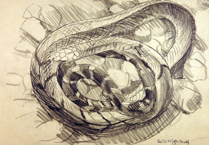 Reptiles. Snake, after Stanek