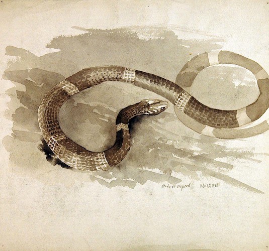 Reptilien. Étude de Serpent / Schlangenstudie*