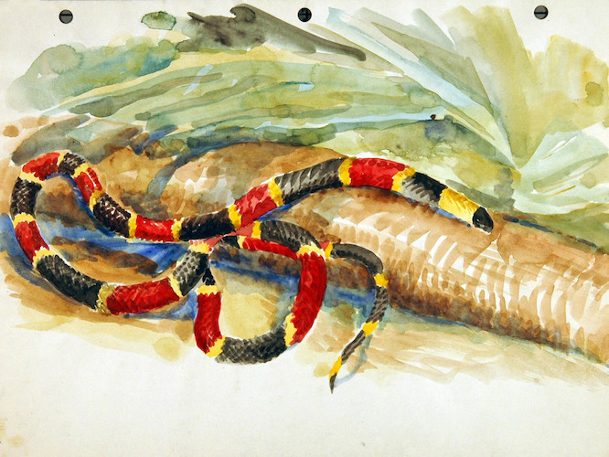 Reptilien. Rot-schwarz-gelbe Schlange*