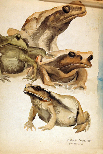 Amphibians. Four Frogs, after R. Blomberg