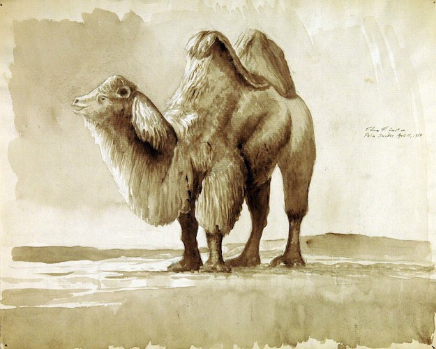 Baktrisches Kamel*