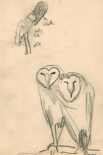 Study of Two Owls and a Crane